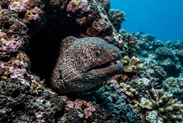 A realistic underwater photo of a moray eel (Puhi) in Hawaii with its head peering out of a dark rocky hole or coral crevice in the ocean floor.