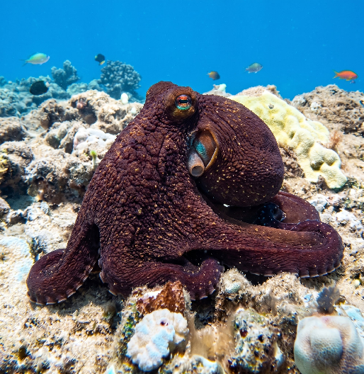 Tako / Day Octopus