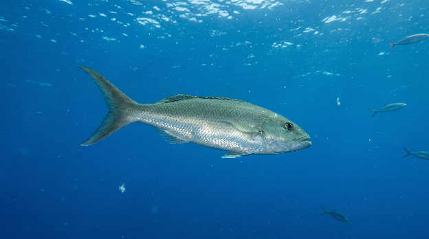 Uku / Green Jobfish